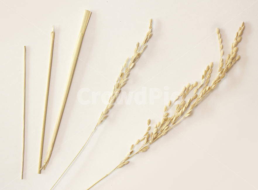 쌀,벼,곡식,곡물,음식,식재료,요리,이삭,곡류,rice,cereal,dry,ear,farming,food,gold,grain,harvest,isolated,korea,meal,nutrition,organic,plant,seed,yellow,cook,하얀색,흰배경,쌀알,알갱이,볍씨,씨,씨앗,열매,쌀알갱이,식물,자연,음식,식재료,요리,food,cook,meal,dishes,food reserves,곡류,곡식,cereals