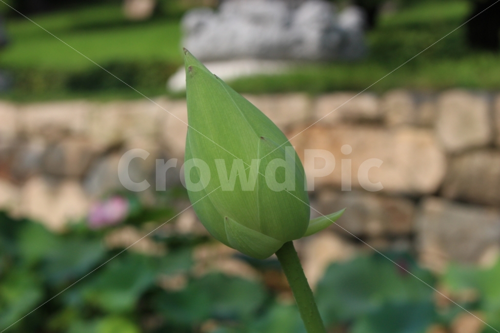 꽃,연꽃,봉오리,꽃봉오리,식물,자연,초록,초록색,야외,정원,공원,식물,자연,plants,nature