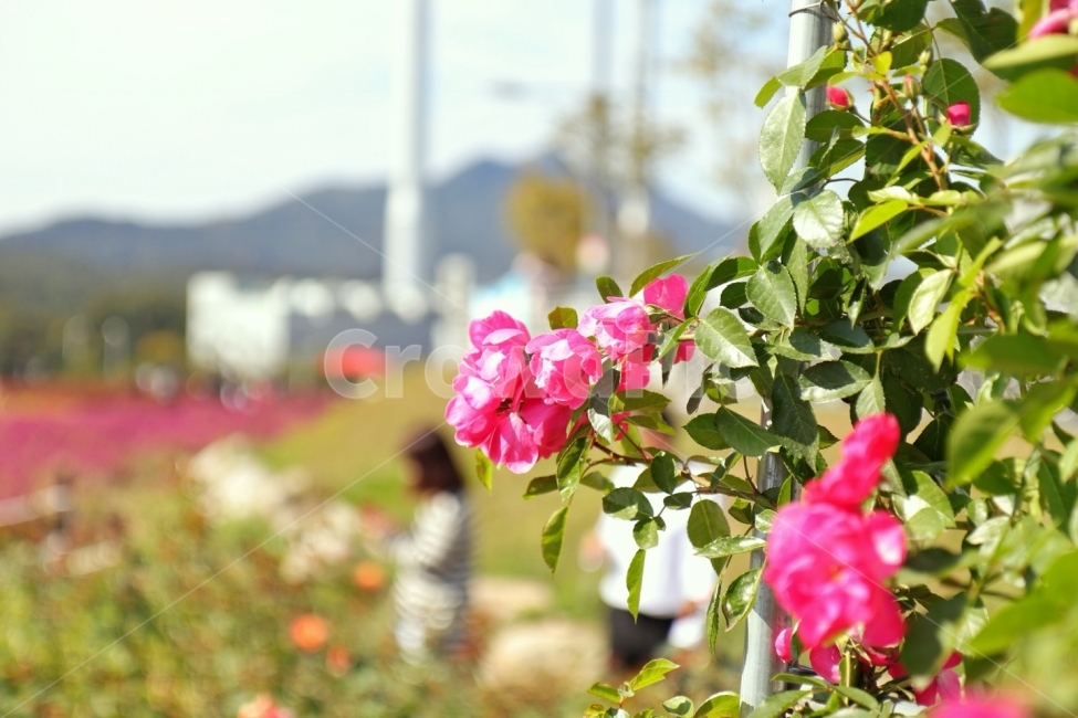 꽃,가을,화사,양주,축제,가을,계절,fall,autumn,season,식물,자연,plants,nature,꽃,flower,geranium,제라늄,plant,blossom