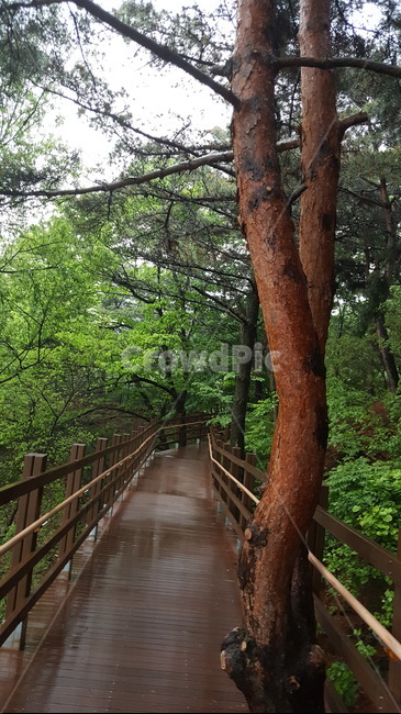 산,산길,나무,mountain,mountainpath,tree,wood