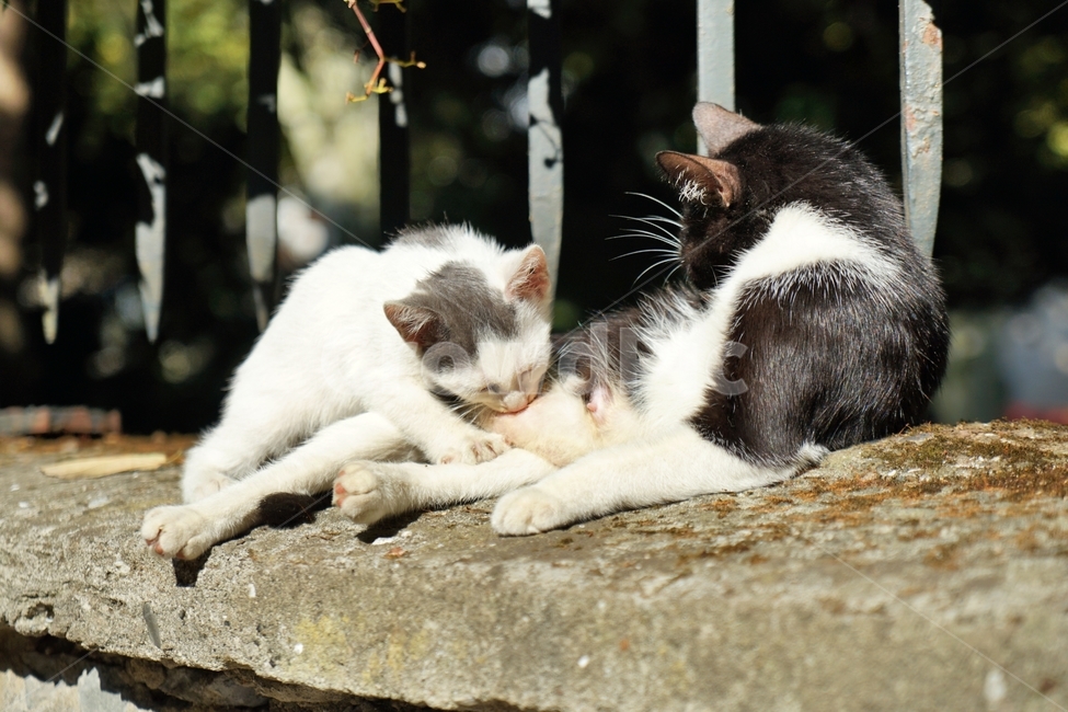pet,애완동물,animal,동물,mammal,포유류,cat,고양이,길고양이