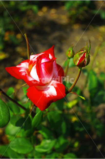 장미,꽃,식물,flower,자연,color,nature,식물,자연,plants,nature,꽃,flower