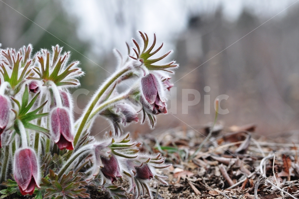 할미꽃,꽃사진,감성사진,봄꽃,Jay,식물,자연,plants,nature,봄,계절,spring,season,꽃,flower,plant