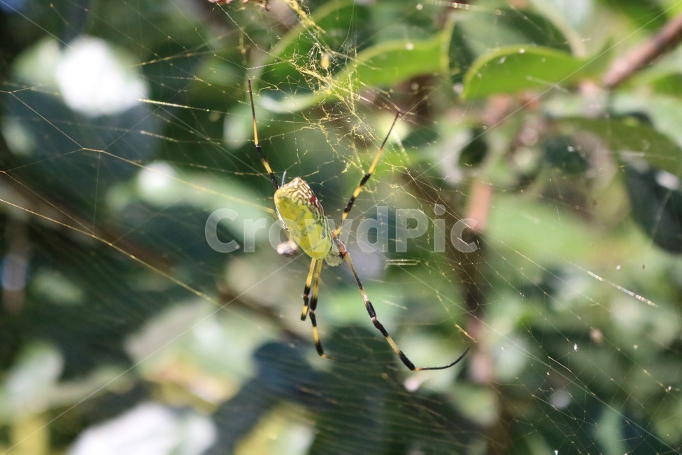 거미,곤충,거미줄,나무,초록,식물,자연,spider,kumo,insect,konchuu,tree,ki,green,midori,plants,shokubutsu,nature,노랑,검정,yellow,kiiro,black,kuro,동물,animal,곤충,벌레,insect,bug