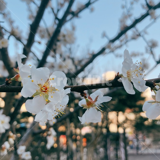 벚꽃,봄,나무,cherryblossoms,tree,flower,식물,자연,plants,nature,꽃,flower