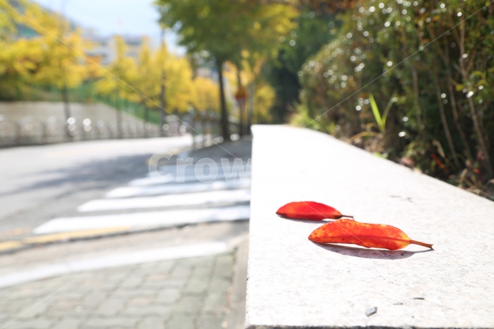 낙엽,빨강,감성,가을,풍경,쓸쓸함,가을,계절,fall,autumn,season,식물,자연,plants,nature,plant