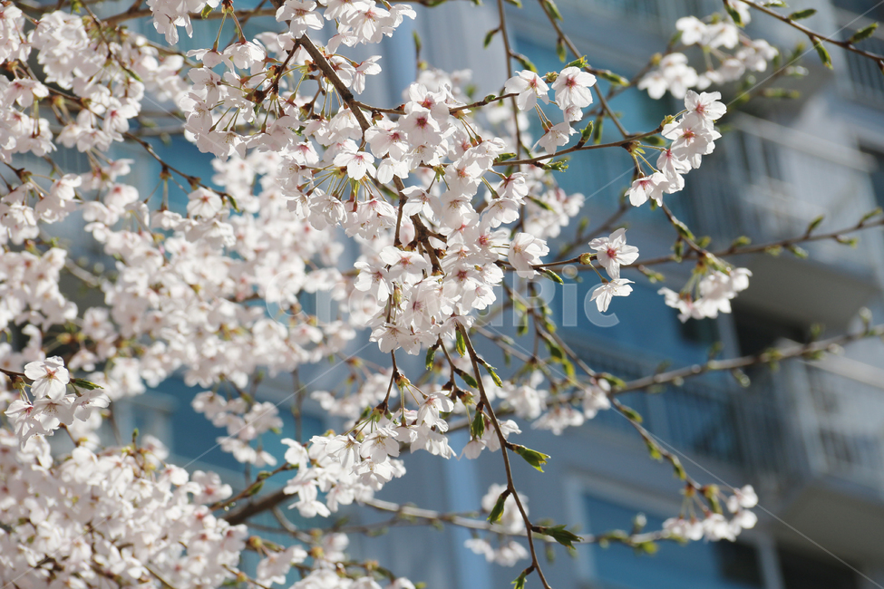 사쿠라,cherryblossom,봄,꽃,봄꽃,벚꽃,자연,봄,계절,spring,season,식물,자연,plants,nature,꽃,flower,plant,blossom