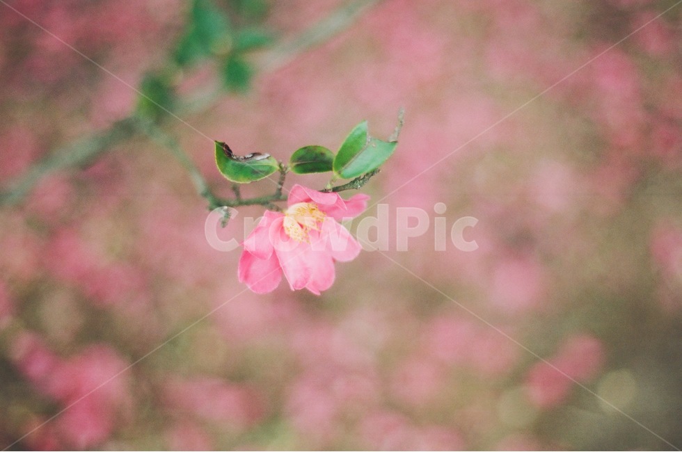 식물,꽃,동백꽃,감성,필름사진,필름,감성사진,분홍,식물,자연,plants,nature,꽃,flower,감성,sensible,feeling