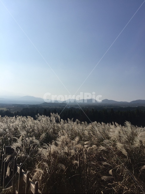갈대,갈대밭,억새,억새밭,가을풍경,가을,풍경,언덕,배경