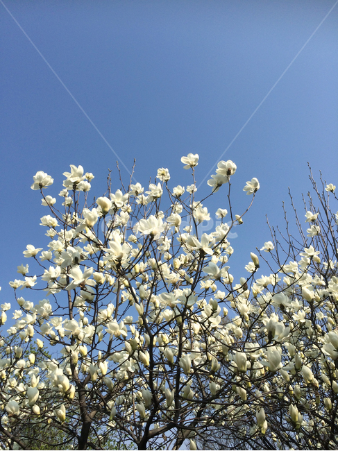 자연,봄,목련,하늘,꽃,파란,맑음,배경,감성,산책,나들이,sky,flower,blue,background,자연,풍경,nature,landscape,식물,plants,꽃,flower,plant