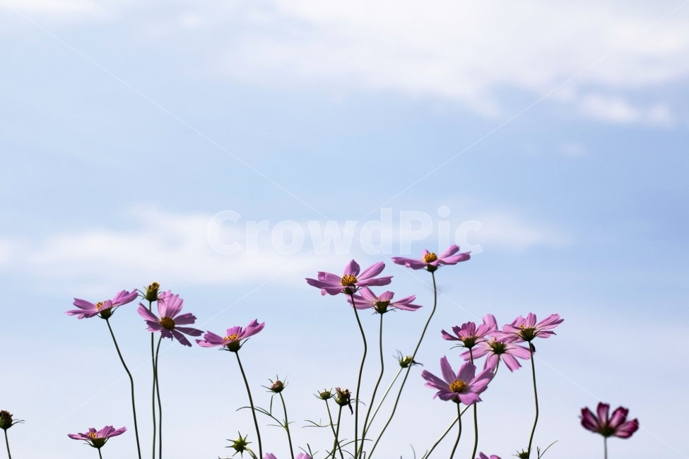 코스모스,식물,꽃,꽃봉오리,풍경,사진,단독사진,디자인,소스,포토,사진자료,배경,배경사진,백그라운드,한국,동양,아시아,자연,환경,실외,낮,아침,봉오리,잎,꽃잎,7월,8월,9월,가을,가을꽃,여름꽃,꽃밭,아웃포커스,접사,근접,여름,녹색,야외,역광,가을하늘,가을,계절,fall,autumn,season,식물,자연,plants,nature,꽃,flower,plant,petal,blossom