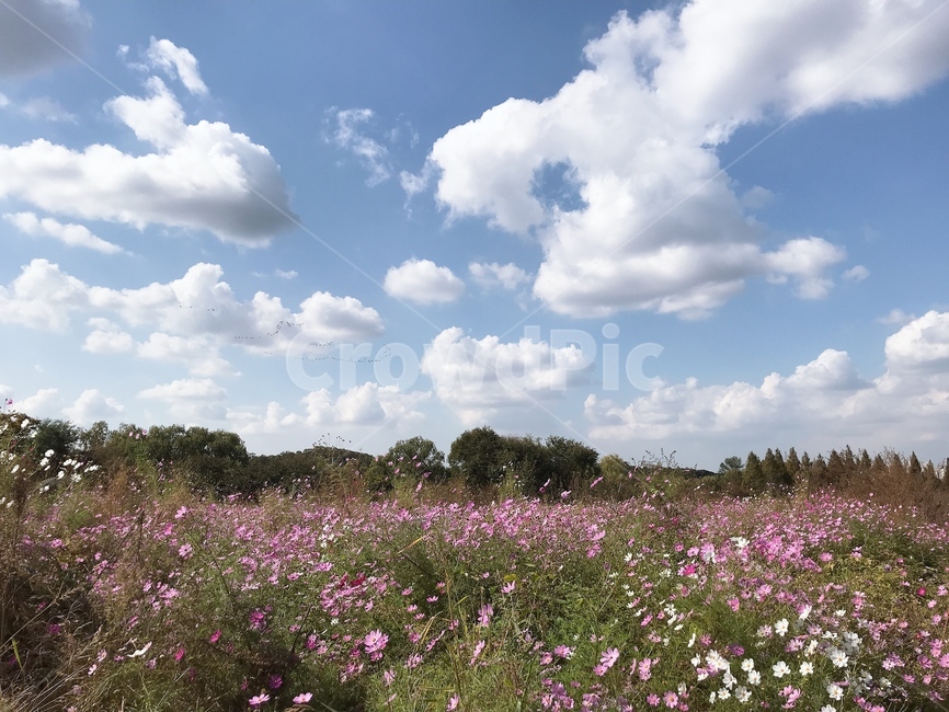 하늘,코스모스,구름,날씨,산책,가을,가을,계절,fall,autumn,season,식물,자연,plants,nature,꽃,flower,outdoors,옥외,grassland,목초지,field,들