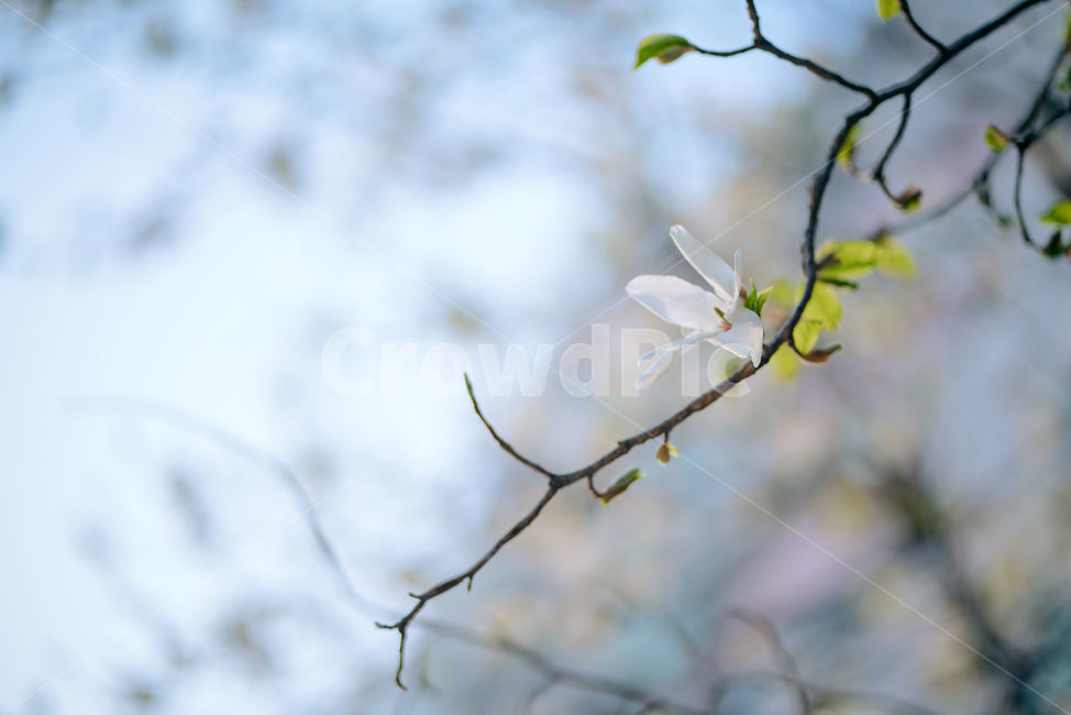목련,봄꽃,봄내음,하얀꽃,새싹,연두색잎,봄,계절,spring,season,식물,자연,plants,nature,꽃,flower,plant