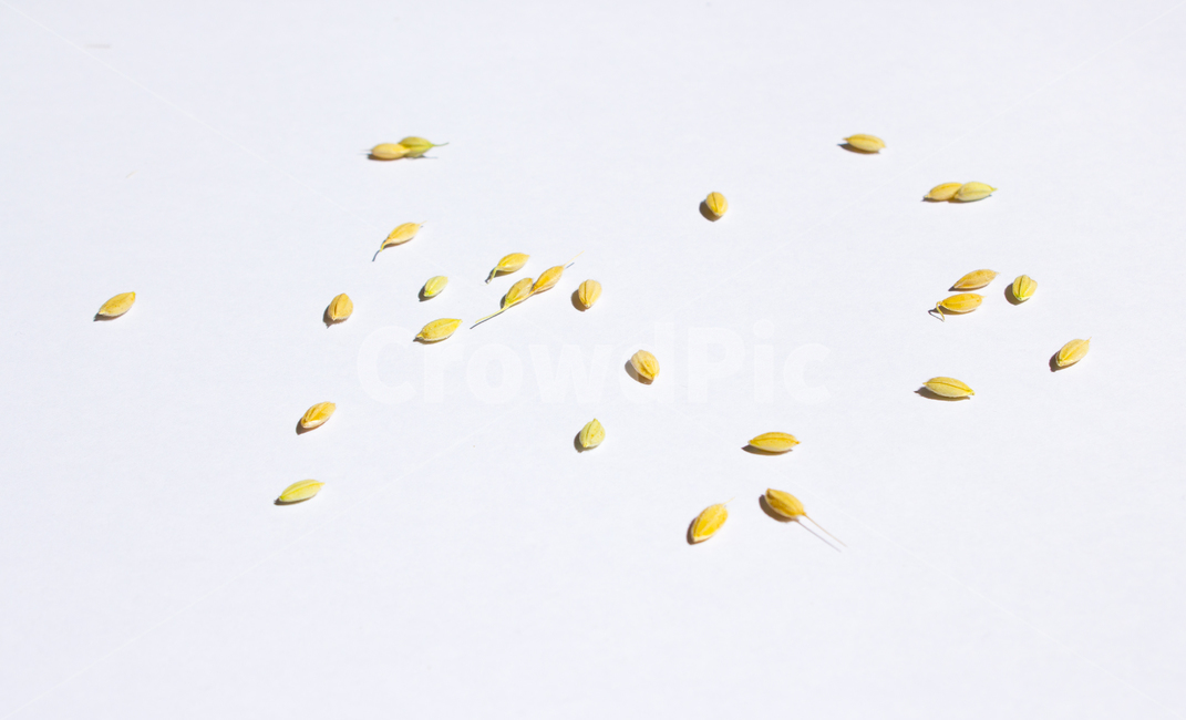 화이트,흰색,하얀색,흰배경,쌀알,알갱이,볍씨,씨,씨앗,탑,열매,쌀알갱이,식물,자연,탑앵글,탑뷰,쌀,벼,곡식,곡물,음식,식재료,요리,곡류,이삭,곡류,곡식,cereals,누끼,remove background