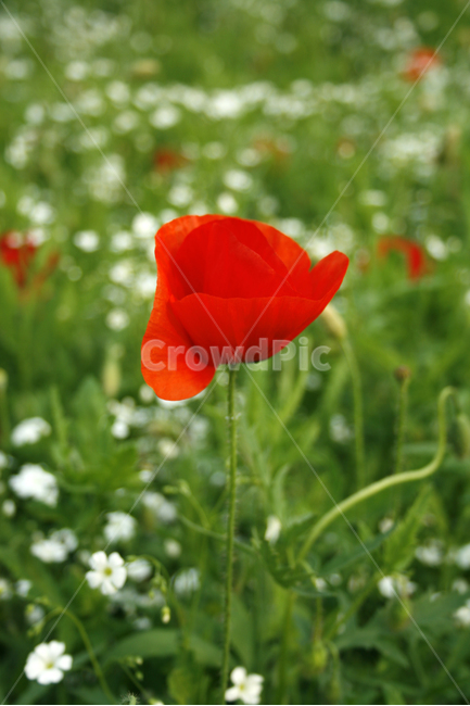 양귀비,개양귀비,식물,flower,plants,nature,꽃,꽃봉오리,꽃밭,식물,자연,plants,nature,꽃,flower