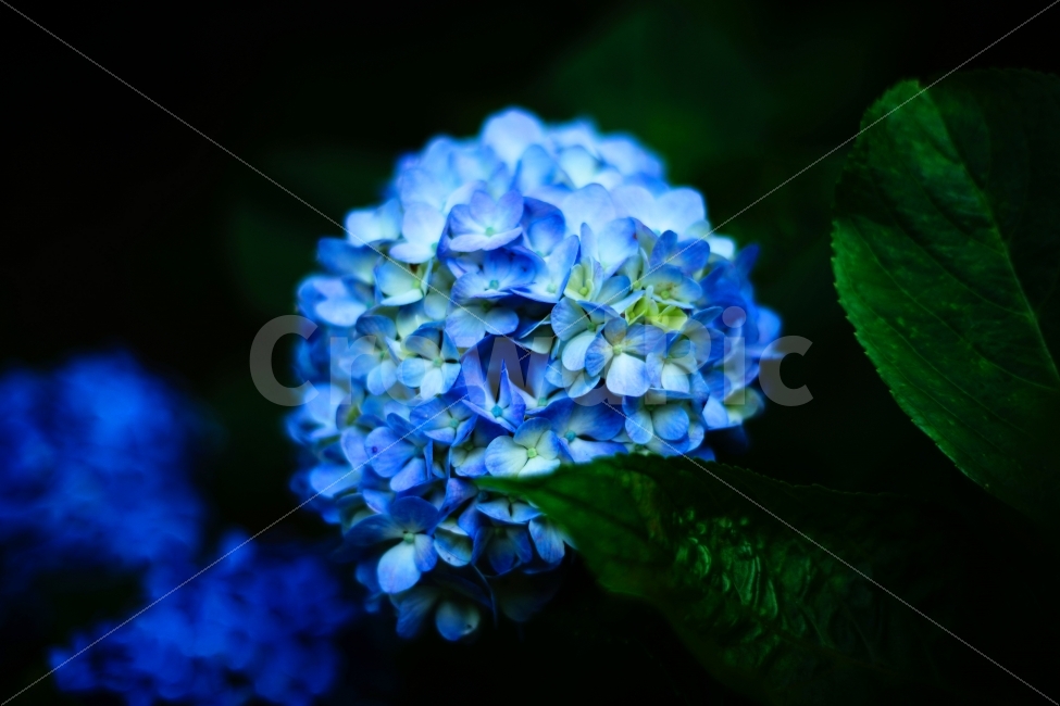 수국,꽃,식물,자연,파랑,식물,자연,plants,nature,꽃,flower,색깔,색상,색채,색감,color sense,color sensitivity,feeling of color
