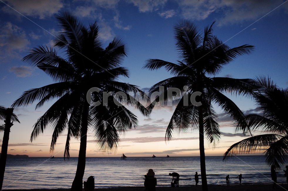야자수,tropical,바다,해변가,휴양지