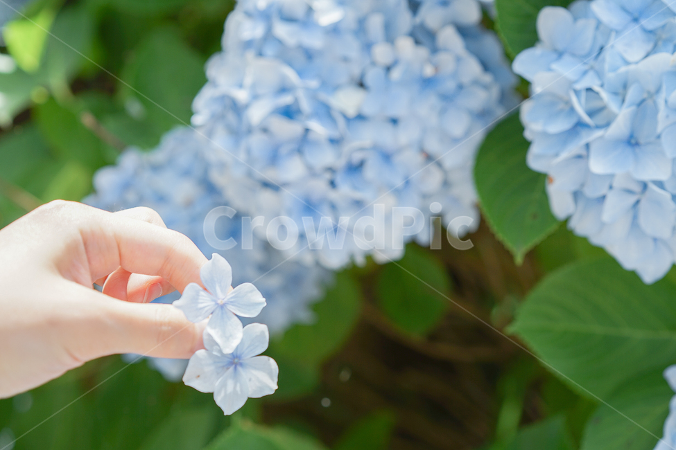 손,수국,hydrangea,flower,꽃잎,식물,자연,plants,nature,꽃,flower,감성,sensible,feeling,휴식,힐링,rest,relaxation,healing
