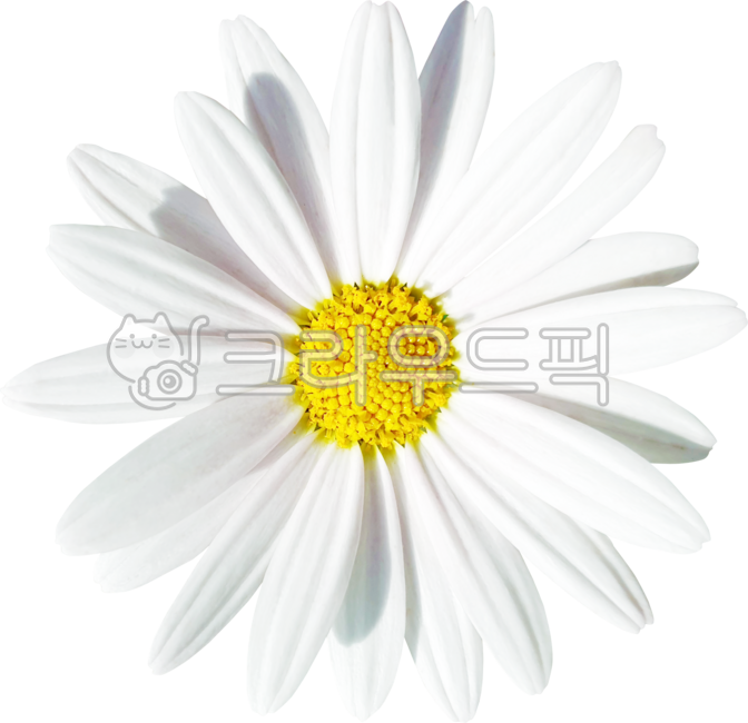 목마가렛,데이지,꽃,꽃잎,국화,캐모마일,marguerite,margueritedaisy,parisdaisy,argyranthemumfrutescens,daisy,flower,petal,chrysanthemum,chamomile,흰색,화이트,white
