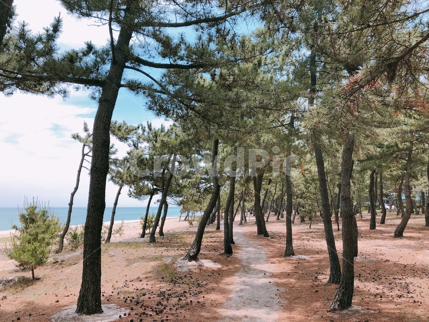 ground,바닥,plant,식물,tree,나무,하늘,sky,숲길,forest,산책길,자연,풍경,nature,landscape,tree trunk,나무 줄기