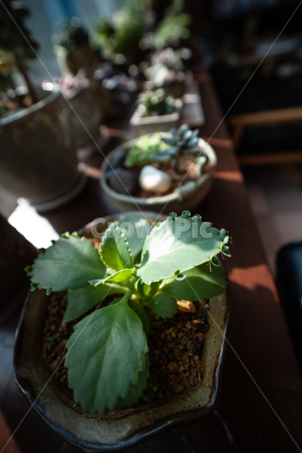 식물,창가,빛,다육식물,botanical,plant,식물,자연,plants,nature