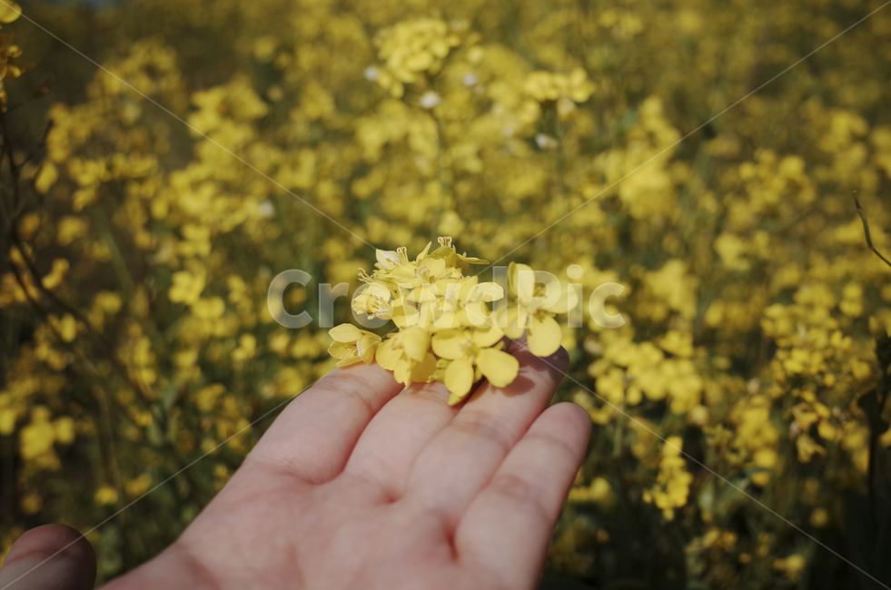 유채꽃,유채,노란꽃,봄,봄꽃,flower,yellow,spring,human,인간,person,사람,plant,식물,손,hand,봄,계절,spring,season