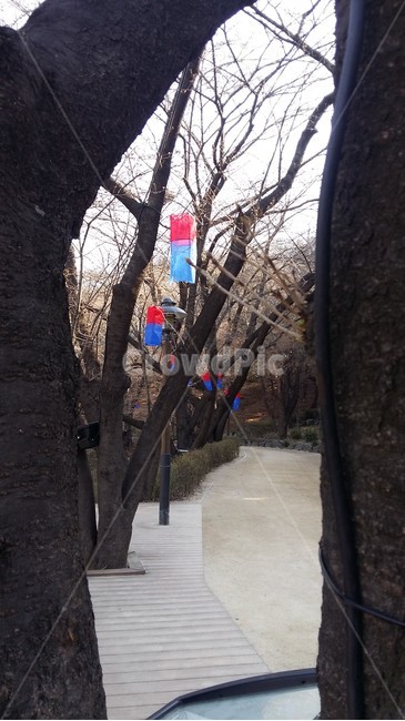 청사초롱,벚꽃축제,벚꽃길,청서초롱길,벚꽃