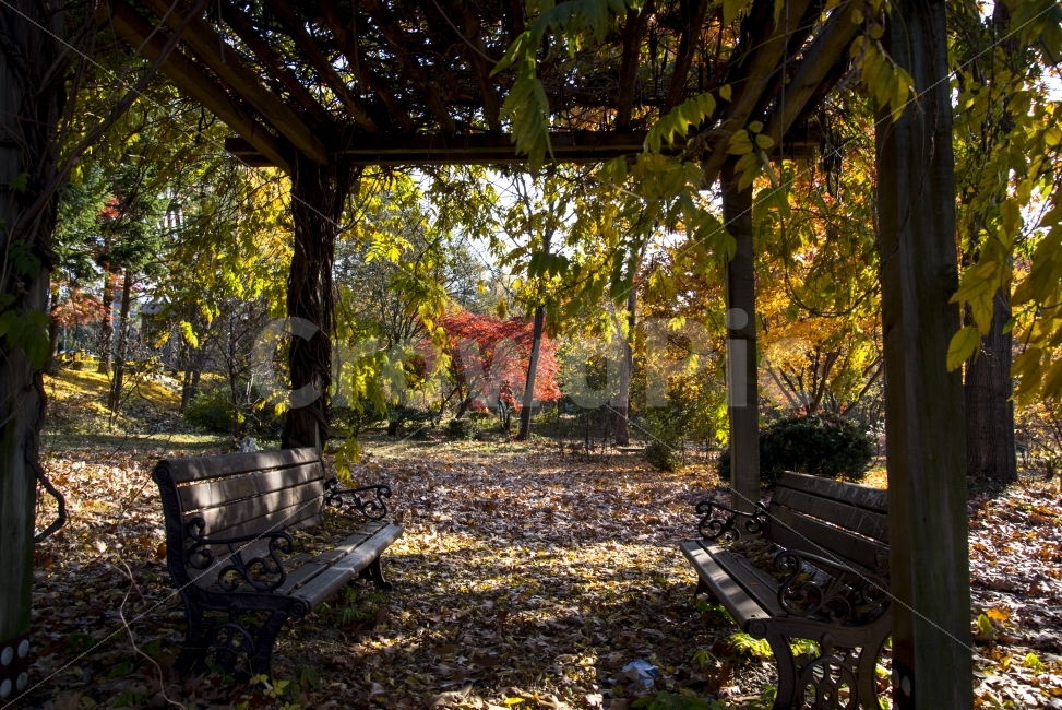 자연,낙엽,의자,햇살,그늘,가을,계절,fall,autumn,season,자연,풍경,nature,landscape,porch,현관,patio,안마당