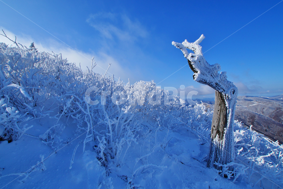 함백산,설경,풍경,상고대,정선,고한,푸른하늘,겨울,계절,winter,season,자연,풍경,nature,landscape,outdoors,옥외,snow,눈
