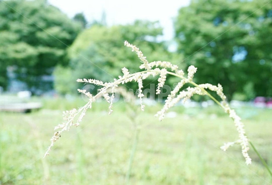 풀,녹색,초록,식물,grass,식물,자연,plants,nature