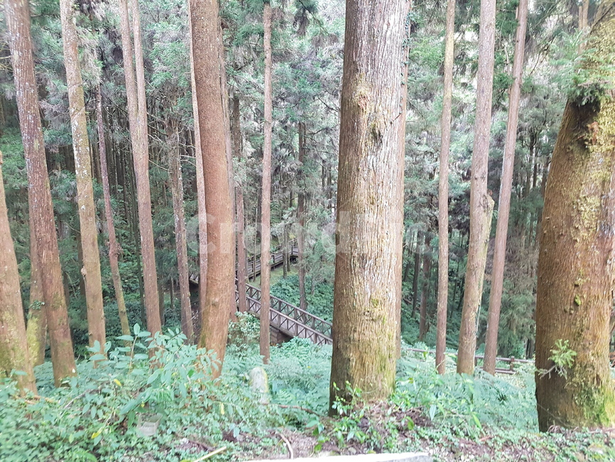 숲,자연,산림욕,나무,힐링,트레킹,대만아리산,등산,자연,풍경,nature,landscape,tree,plant,식물,tree trunk,나무 줄기