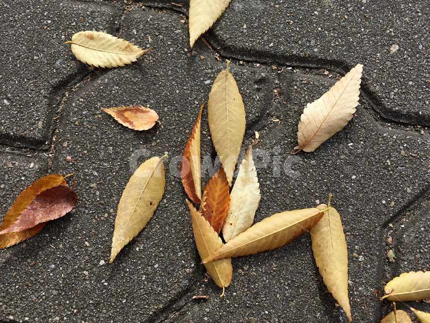 낙엽,나뭇잎,가을,길,바닥,거리,떨어지다,계절,보도블록,잎,fall,leaves,autumn,street,ground,season,가을,계절,fall,autumn,season,leaf,plant,식물,asphalt,아스팔트