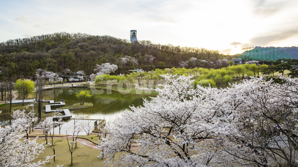 풍경,봄,벚꽃,나들이,북서울숲,봄,계절,spring,season,자연,풍경,nature,landscape,plant,식물