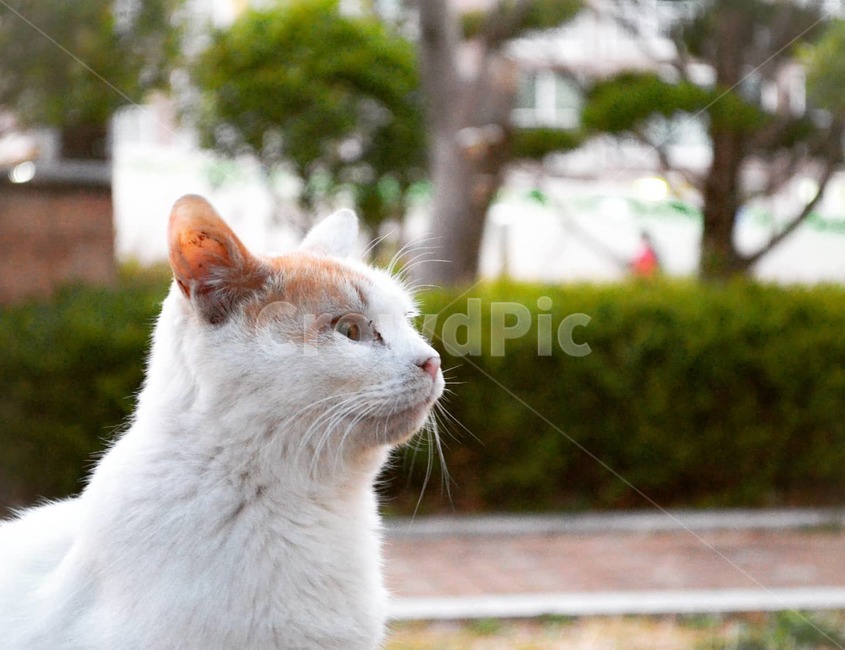 고양이,동물,cat,animal,자연