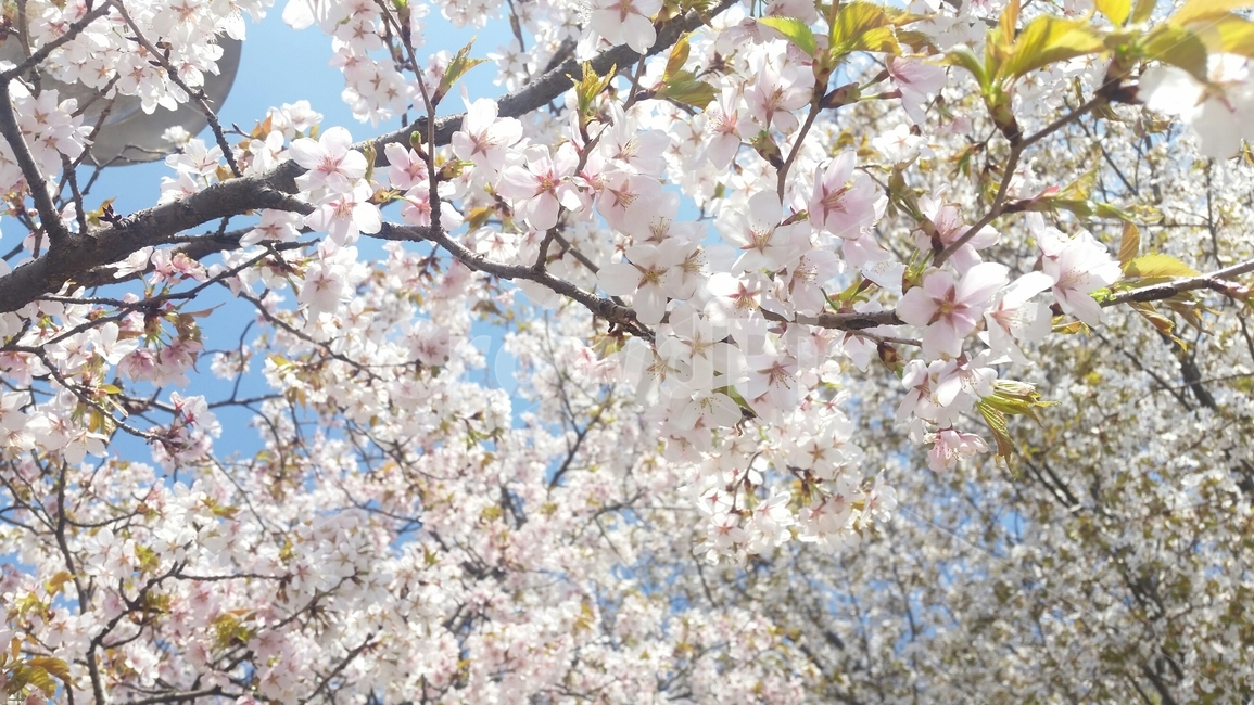 벚꽃,봄,꽃,만개하다,만개한,하늘,나무,tree,cherryblossom,blossom,만개,plant,flower,spring,springday,trees,sky,피어난,피다,활짝피다,활짝,피어내다,벚꽃나무,벚나무,가득,가득한,가득하다,pink,분홍,연분홍