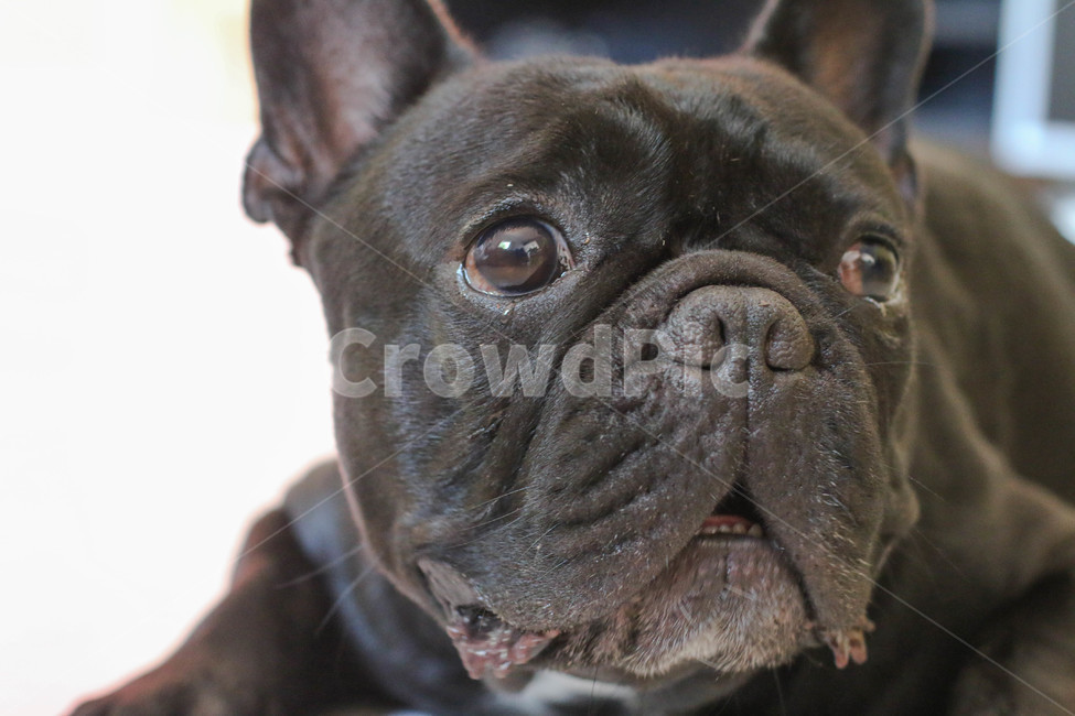 불독,프렌치불독,강아지,검정강아지,bulldog,frenchbulldog,애완견,blackdog,poppy,검은강아지,프랑스불독,pet,애완동물,canine,animal,개,dog,동물,animal,포유류,mammal,개,강아지,dog,doggy