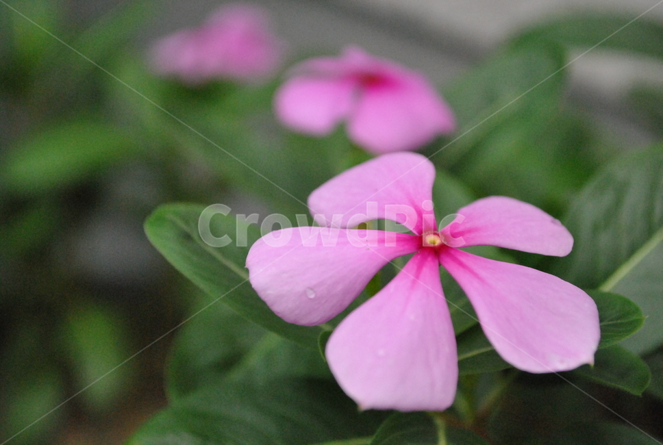 꽃,분홍색,잎,화분,다섯,flower,pink,leaf,pot,five,식물,자연,plants,nature,꽃,flower