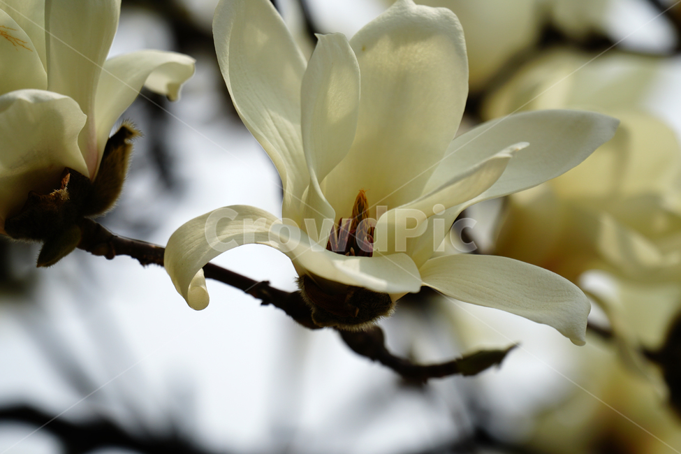 목련,봄꽃,한국자연,꽃,꽃사진,플라워,flower,봄,spring,식물,plants,자연,nature,풍경,landscape,계절,season,snap,스냅,접사,macro,closeup,클로즈업,감성사진,감성,힐링,healing,느낌,feel,feeling,꽃밭,화단,나무,나뭇가지,tree,꽃봉오리,4월,April,목련꽃,봄,계절,spring,season,식물,자연,plants,nature,꽃,flower,plant