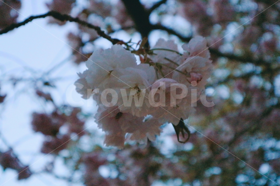 벚꽃,꽃,왕벚꽃,분홍,감성,나무,봄,봄,계절,spring,season,식물,자연,plants,nature,꽃,flower,감성,sensible,feeling,plant,blossom,cherry blossom