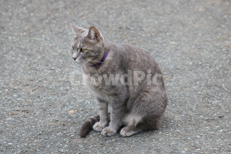 고양이,길고양이,반려,아스팔트,동물,동물,animal,포유류,mammal,고양이,cat,kitten,kitty