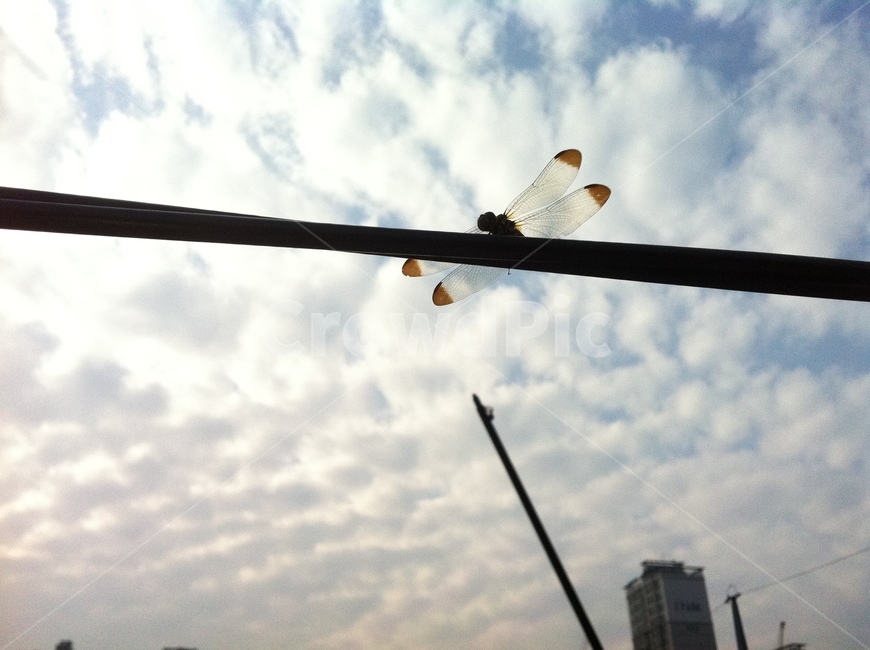 잠자리,하늘,역광,구름,풍경,동물,animal,곤충,벌레,insect,bug