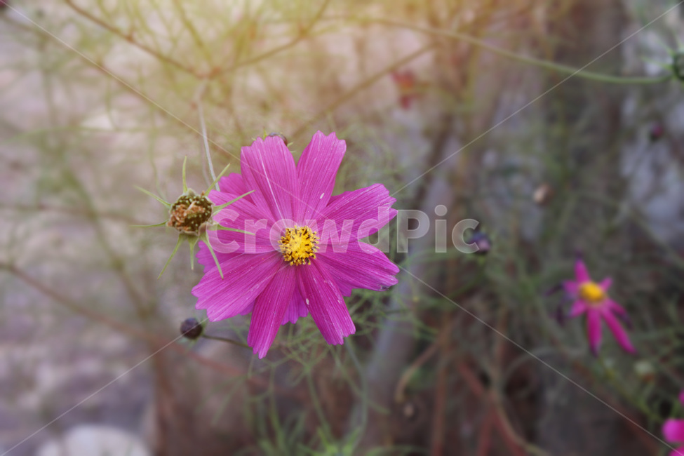 식물,꽃,코스모스,가을,flower,식물,자연,plants,nature,꽃,flower