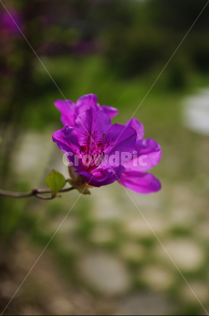 꽃,flower,철쭉,계절,봄,spring,식물,plant,자연,nature,식물,자연,plants,nature,꽃,flower