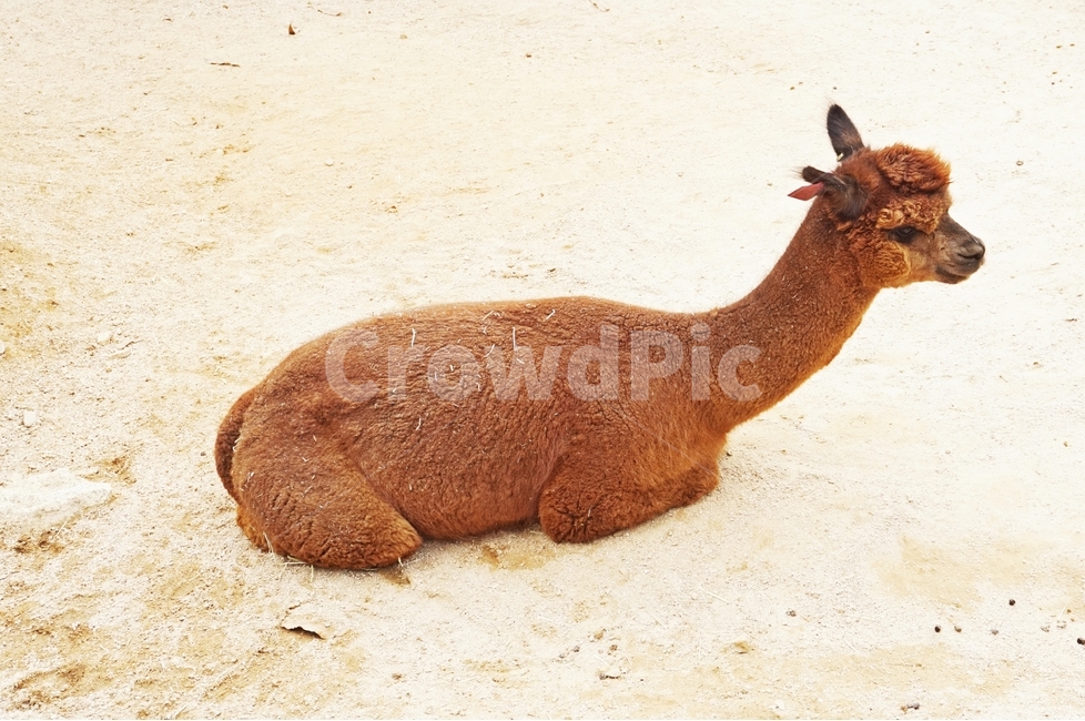알파카,동물,초식,animal,alpaca,자연,nature,초식동물,포유류,동물원,park,animalpark,동물보호,동물,animal,포유류,mammal