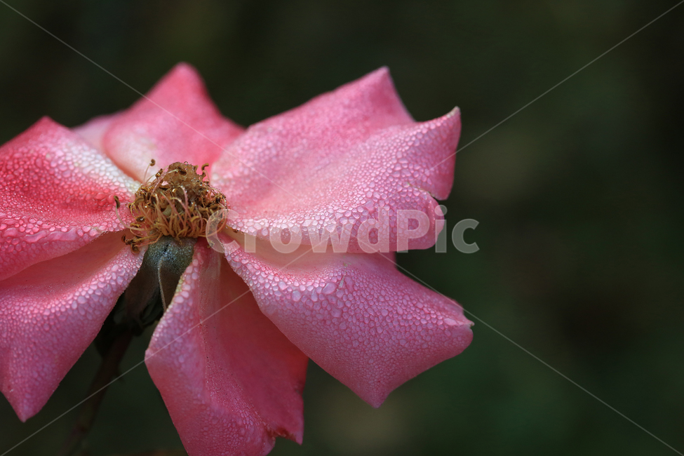 장미,꽃,이슬,rose,flower,dew,식물,자연,plants,nature,꽃,flower