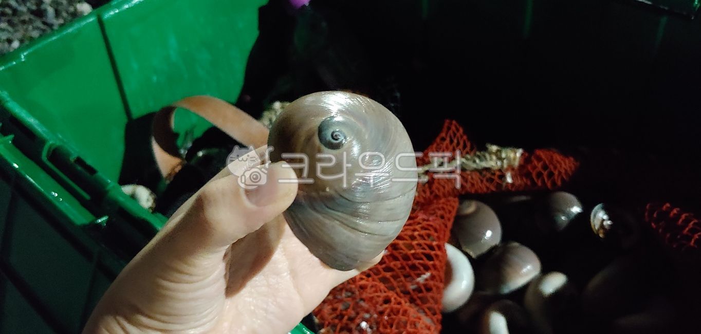 큰구슬우렁이,구슬우렁이,골뱅이,해루질,태안