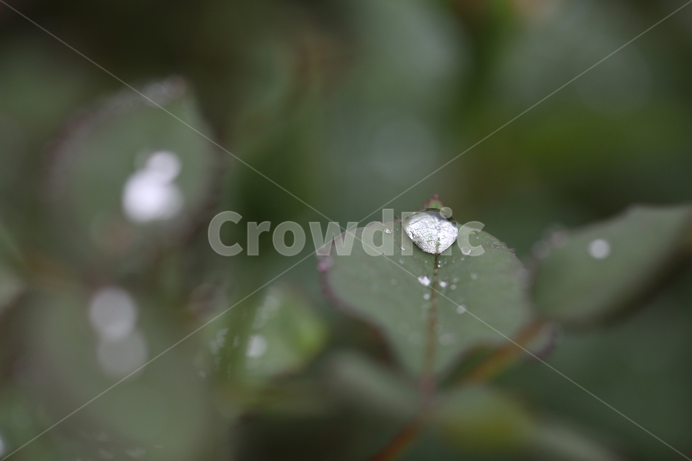 나뭇잎,빗방울,물방울,leaf,raindrop,waterdrop,식물,자연,plants,nature