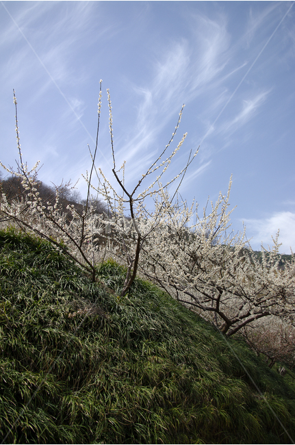 매화,나무,하늘,파란하늘,꽃봉오리,봄,봄날,봄풍경,봄꽃,감성,spring,flower,봄길,산책,봄나들이,식물,꽃,초록,언덕,봄,계절,spring,season,자연,풍경,nature,landscape,plant