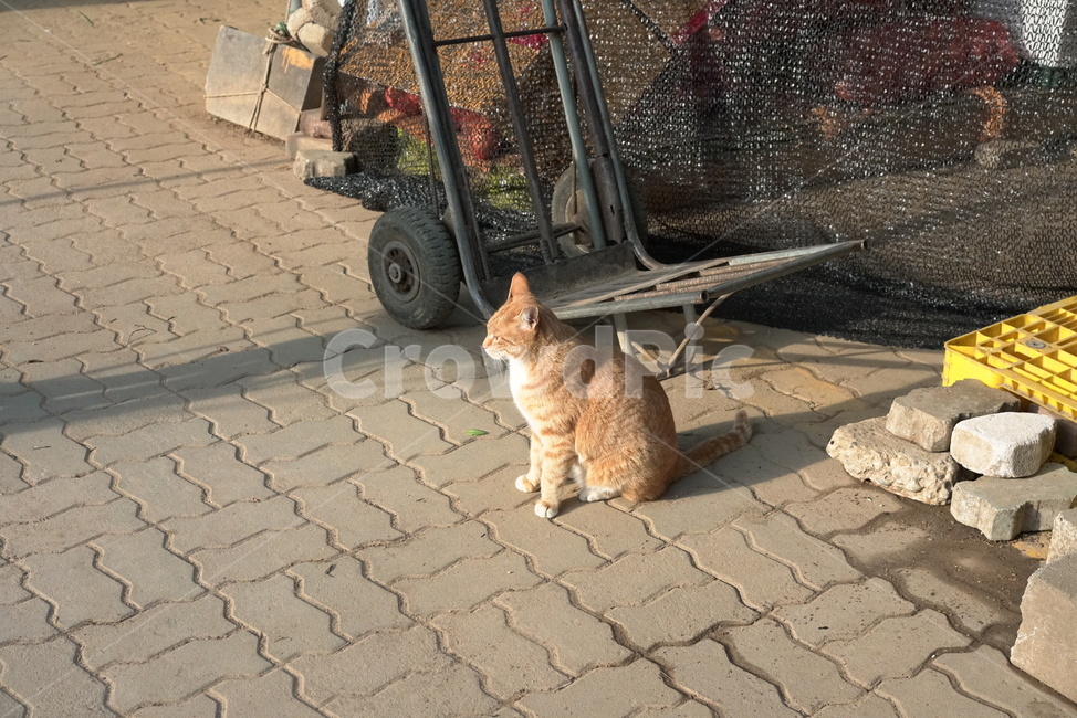 고양이,길고양이,야옹이,야옹,캣