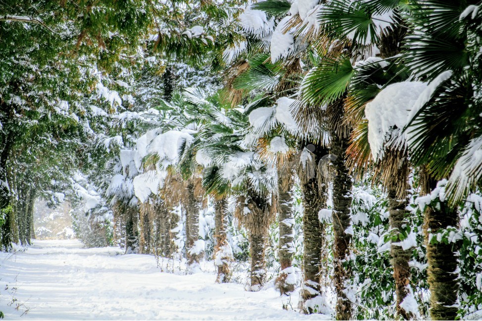 숲길,야자나무,야자수,겨울풍경,winter,snow,겨울제주,눈길,겨울,계절,winter,season,자연,풍경,nature,landscape,plant,식물,tree,나무
